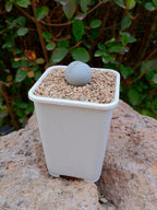 Dinteranthus pole-evansii
