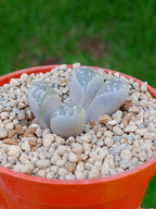 Lithops Helmutii | 2 cabezas