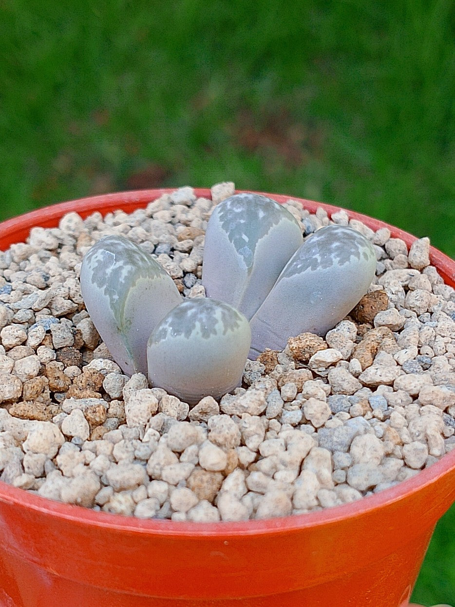 Lithops Helmutii | 2 cabezas