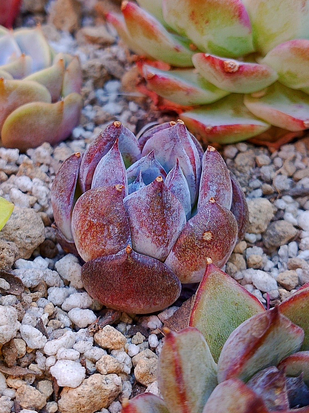 Echeveria Black colorata | maceta 2.5"
