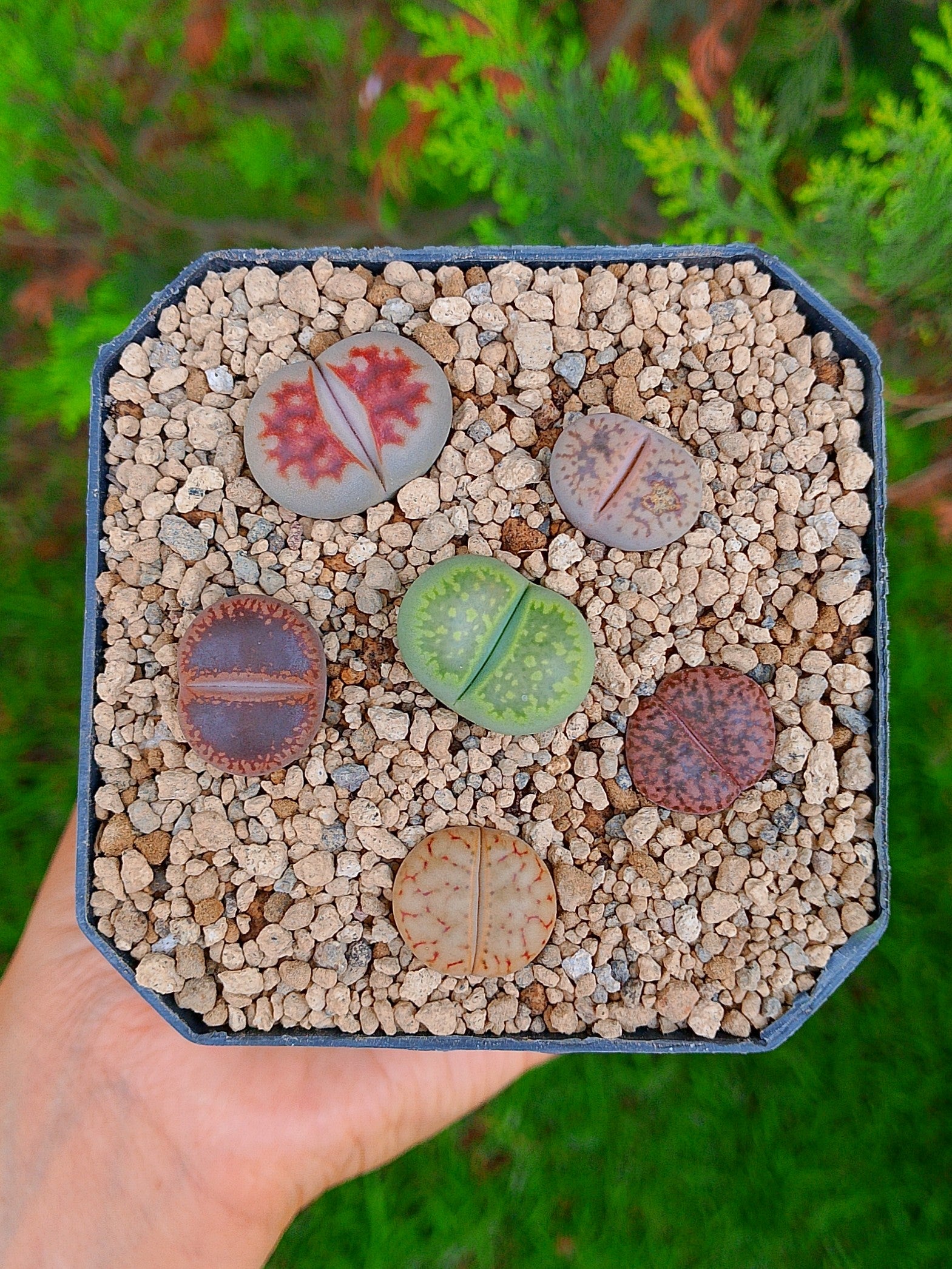 Paquete lithops cultivares T | maceta de 3.5"