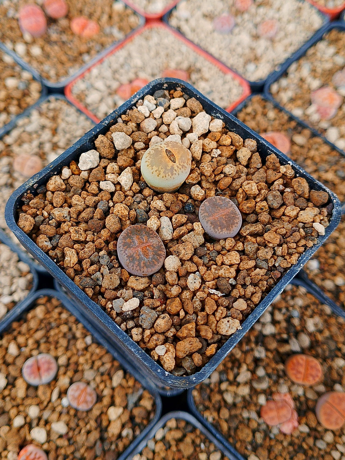 Paquete lithops Mix W | 1 año de edad