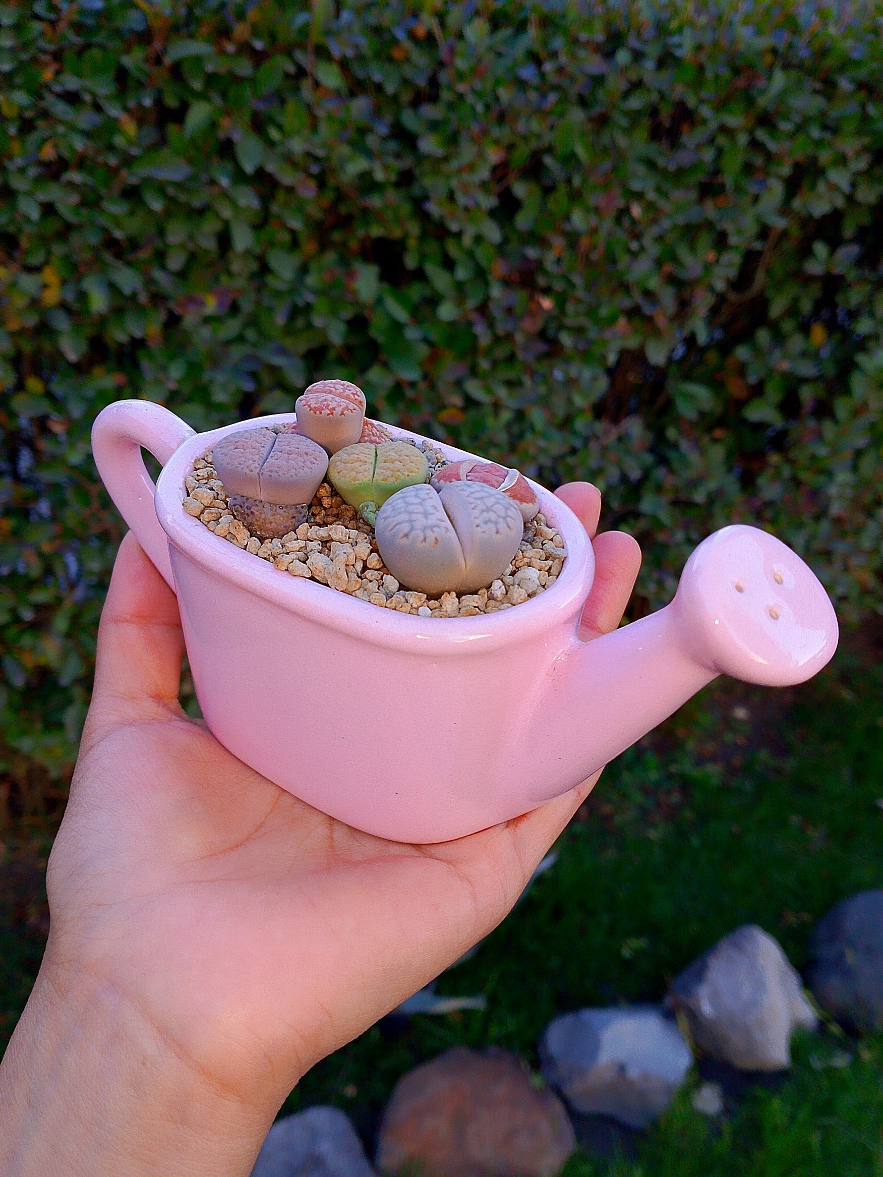 Paquete lithops Mix - regadera mini C
