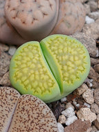 C111A Lithops hallii v. ochracea 'Green Soapstone' D