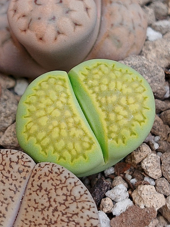 C111A Lithops hallii v. ochracea 'Green Soapstone' D