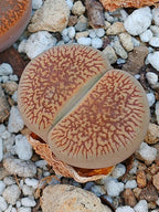 C054 	Lithops aucampiae ssp. euniceae v. fluminalis