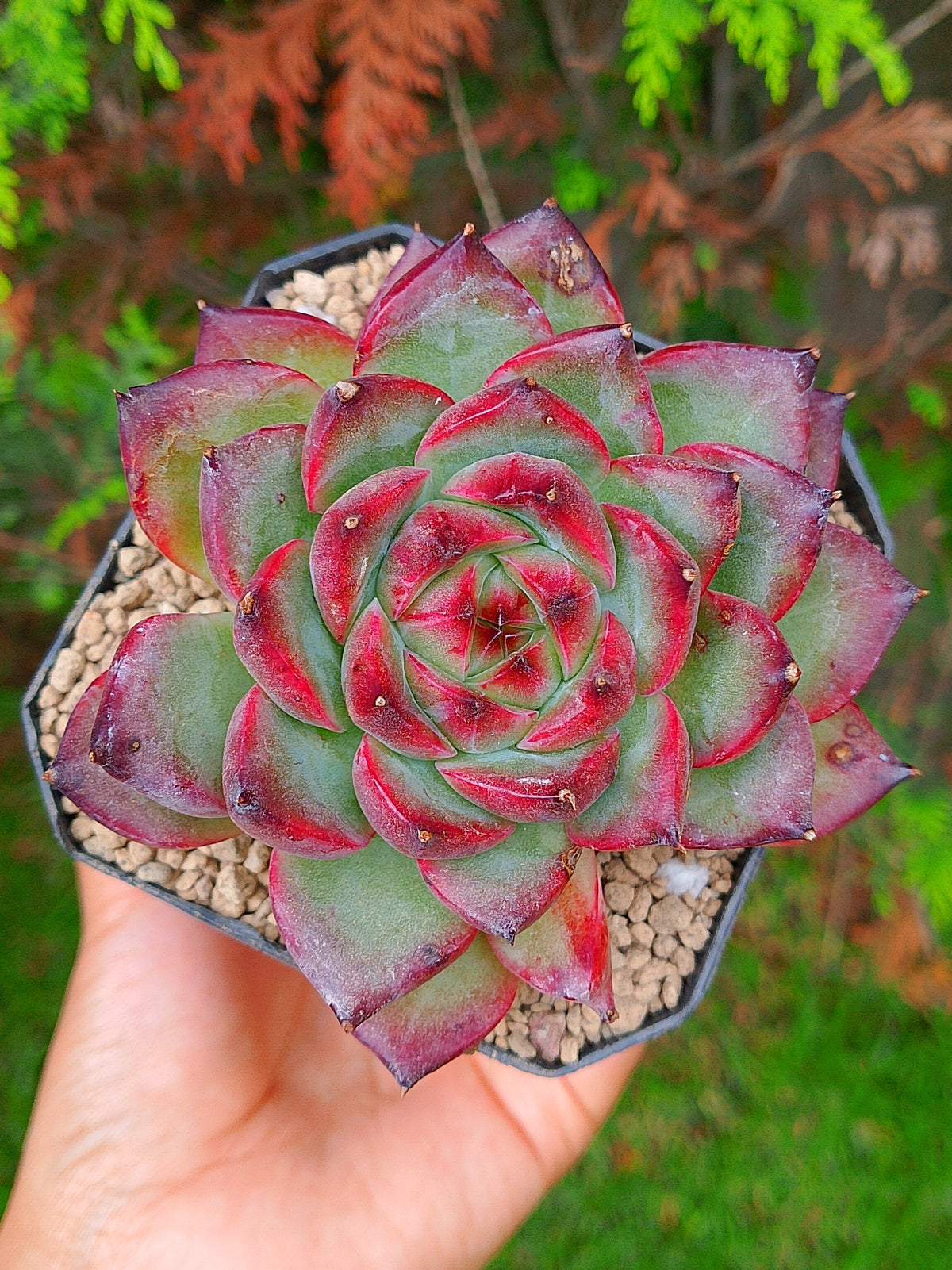 Echeveria Black Mink | maceta 4"