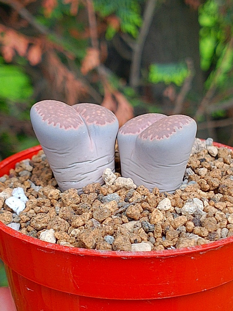 Lithops Salicola| 2 cabezas