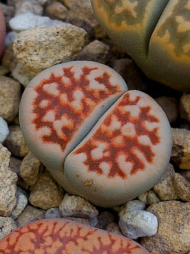 Lithops Karasmontana 'Top Red'