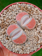 Lithops Karasmontana| 2 cabezas