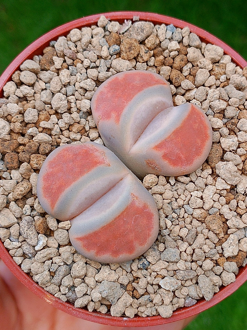 Lithops Karasmontana| 2 cabezas