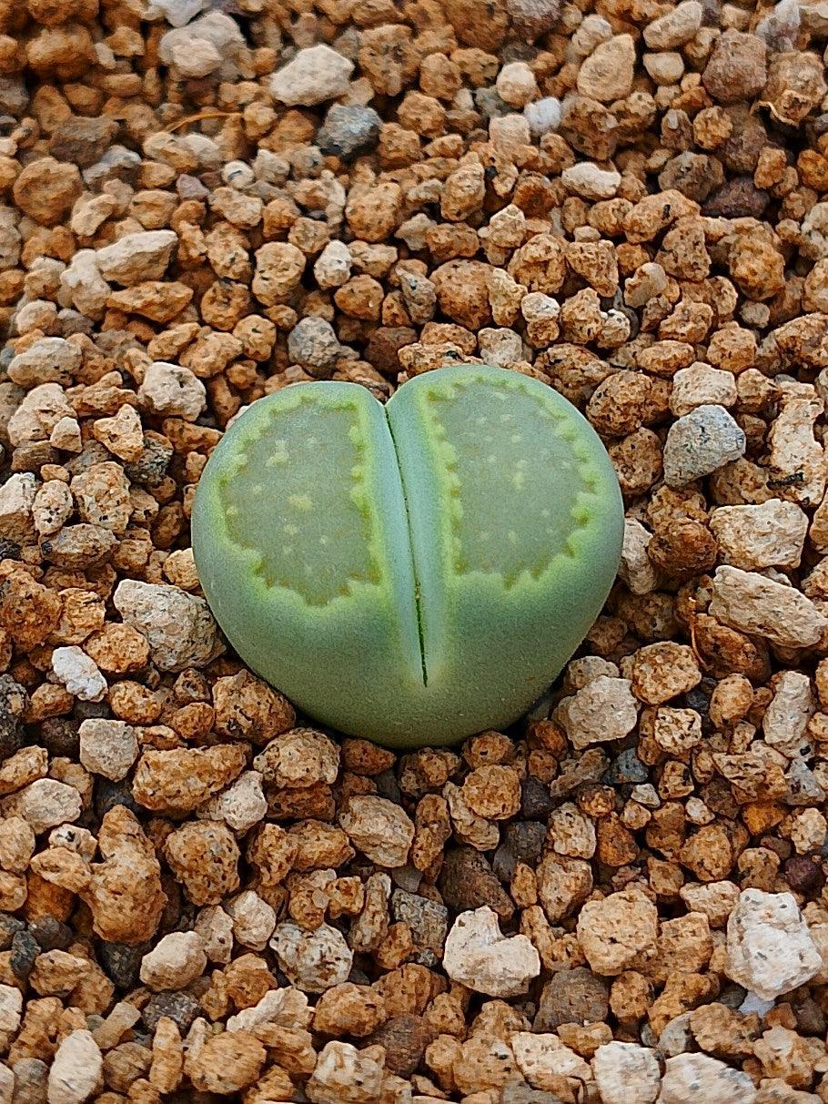 C111A Lithops hallii v. ochracea 'Green Soapstone'