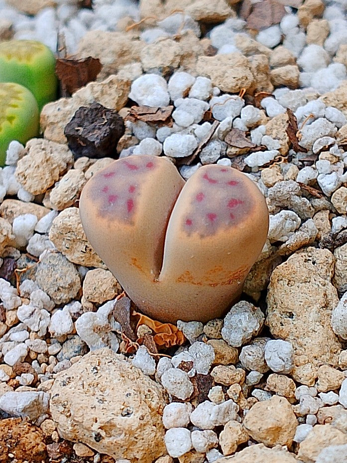 C206 	Lithops dinteri ssp. dinteri v. dinteri 2 años
