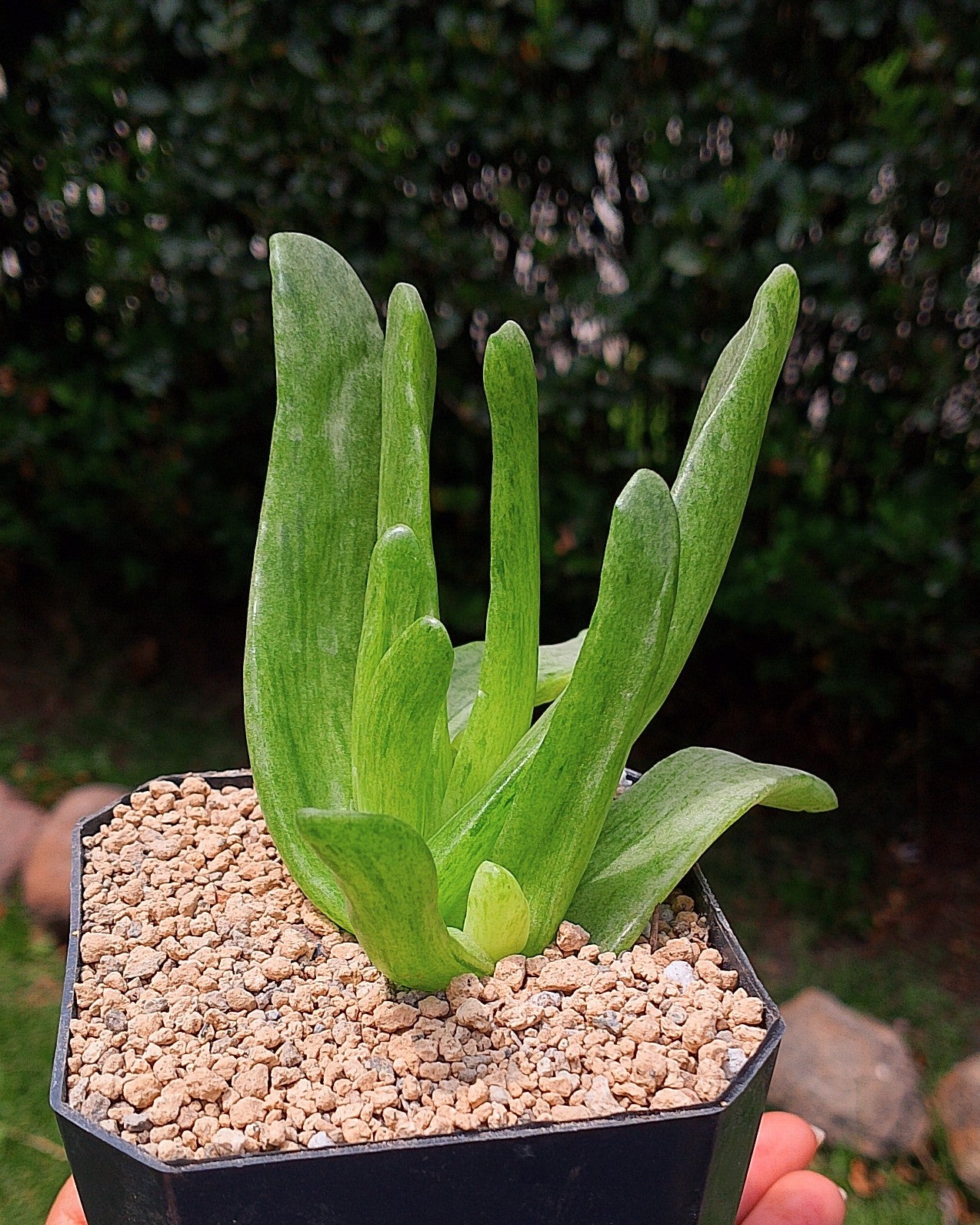 Glottiphyllum Depressum variegado
