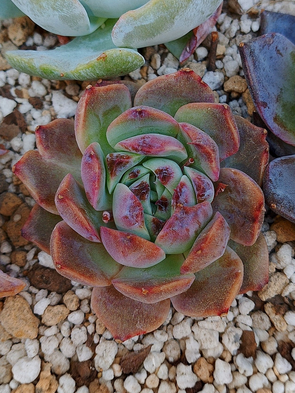 Echeveria Dior
