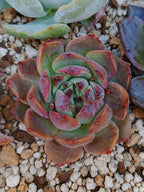 Echeveria Dior