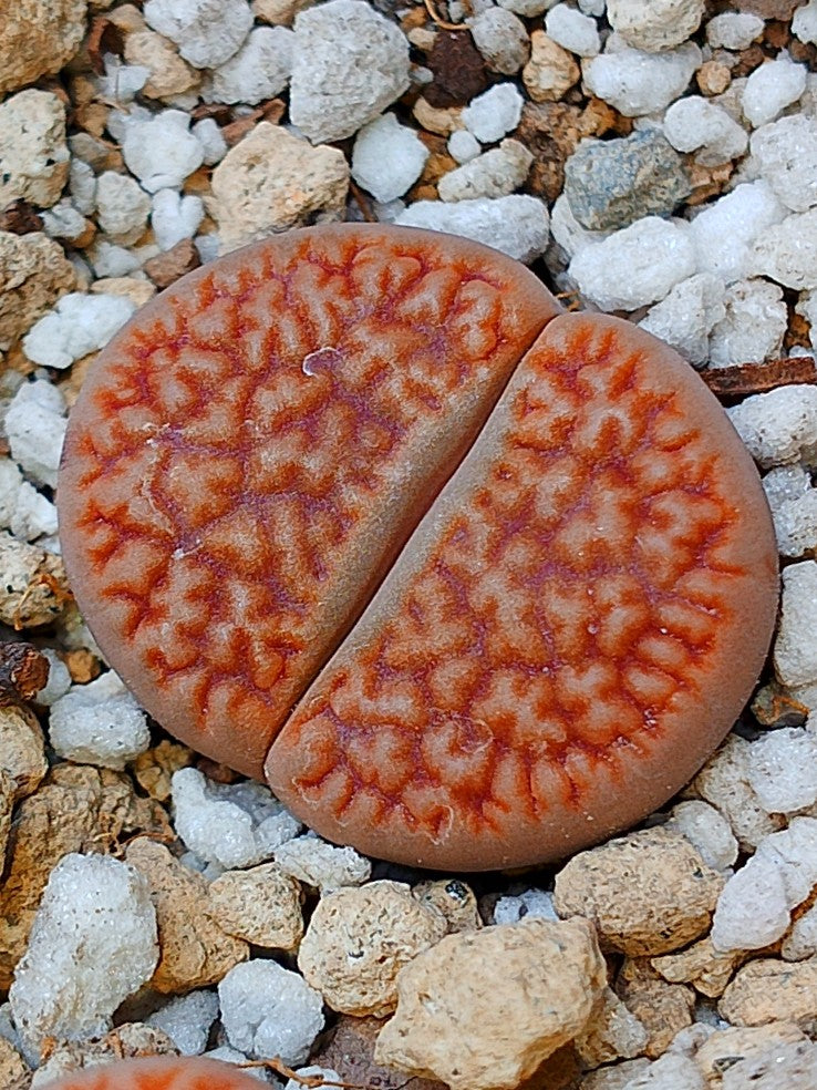 C112 Lithops hookeri v. hookeri