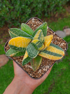 Gasteria Gracilis Variegada | maceta 3.5"