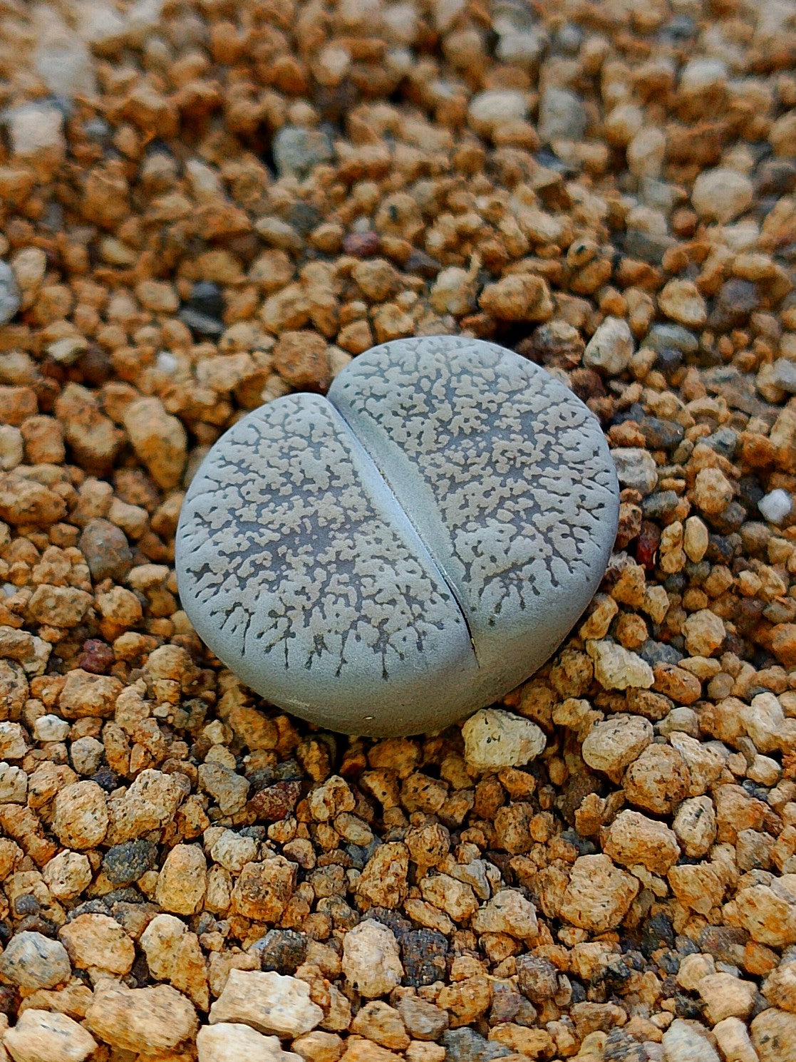C047 	Lithops lesliei ssp. lesliei v. venteri