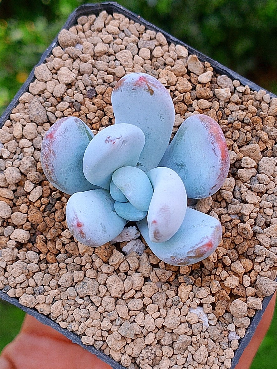 Jeronimoa Cuicatecana| maceta 2"