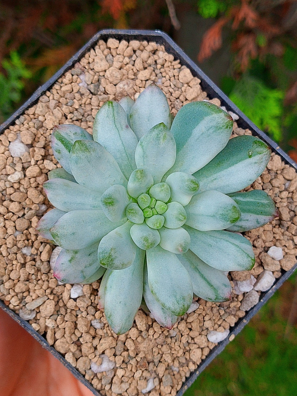 Pachyphytum Blue Elf variegado | maceta 3"