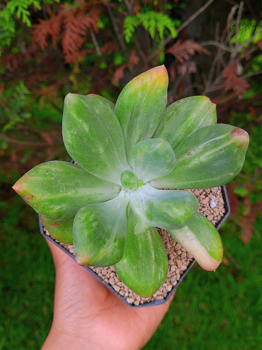 Pachyphytum Fit cowie variegado | maceta 3.5"