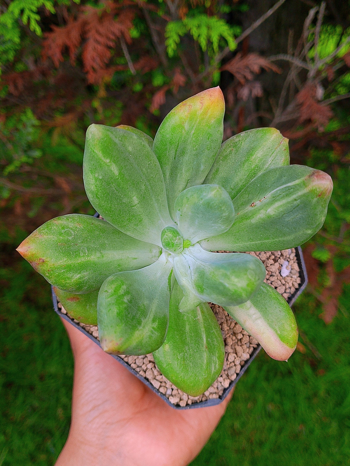Pachyphytum Fit cowie variegado | maceta 3.5"