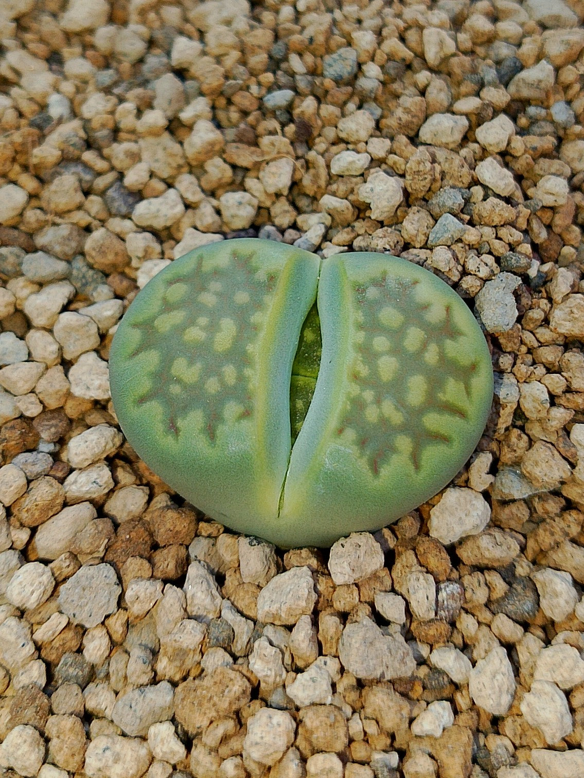 C111A Lithops hallii v. ochracea 'Green Soapstone'
