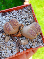 Lithops Hallii  | 2 cabezas