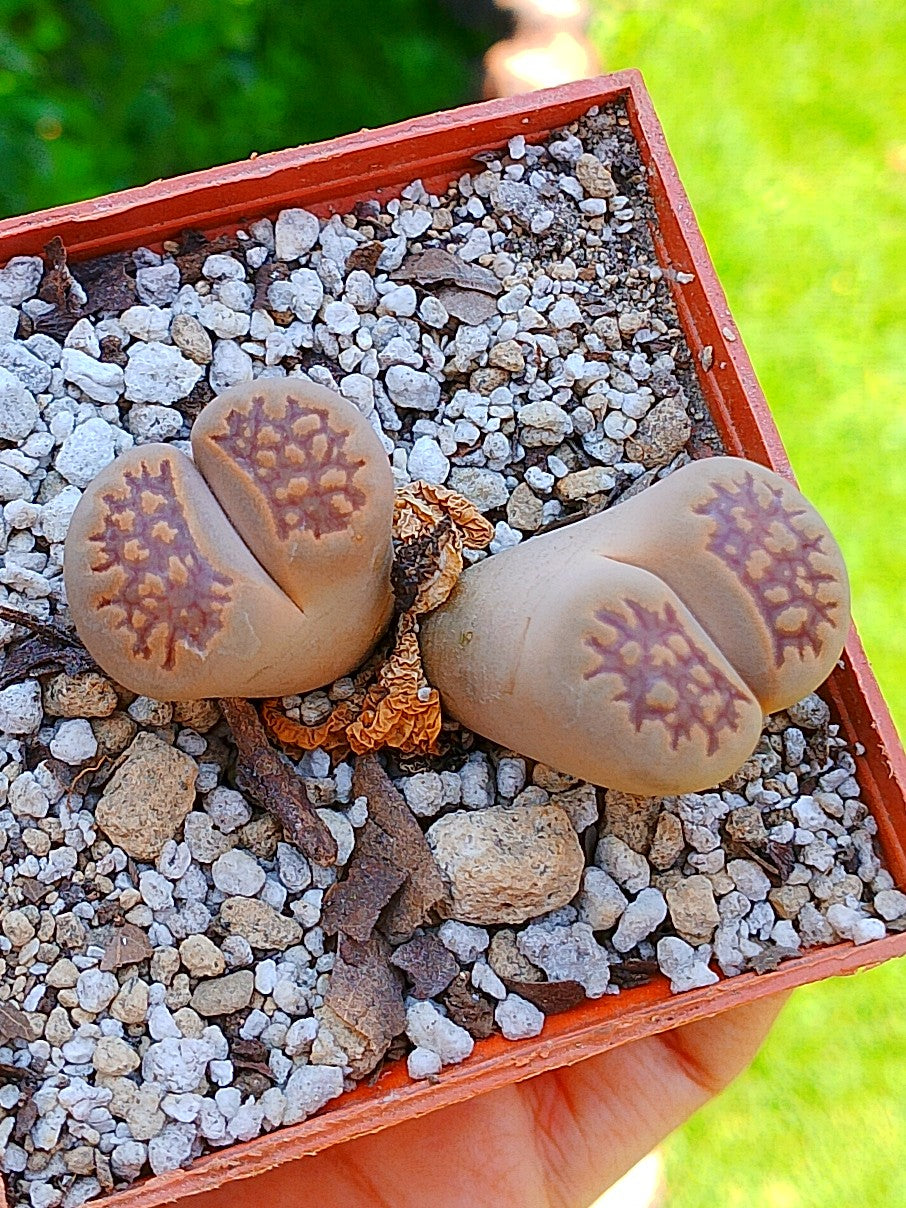 Lithops Hallii  | 2 cabezas