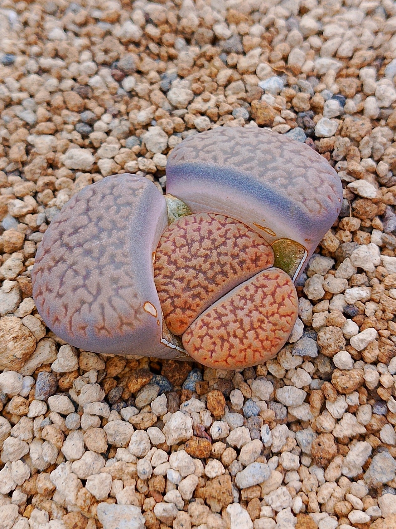 C155 	Lithops hookeri v. marginata (red-brown Form)