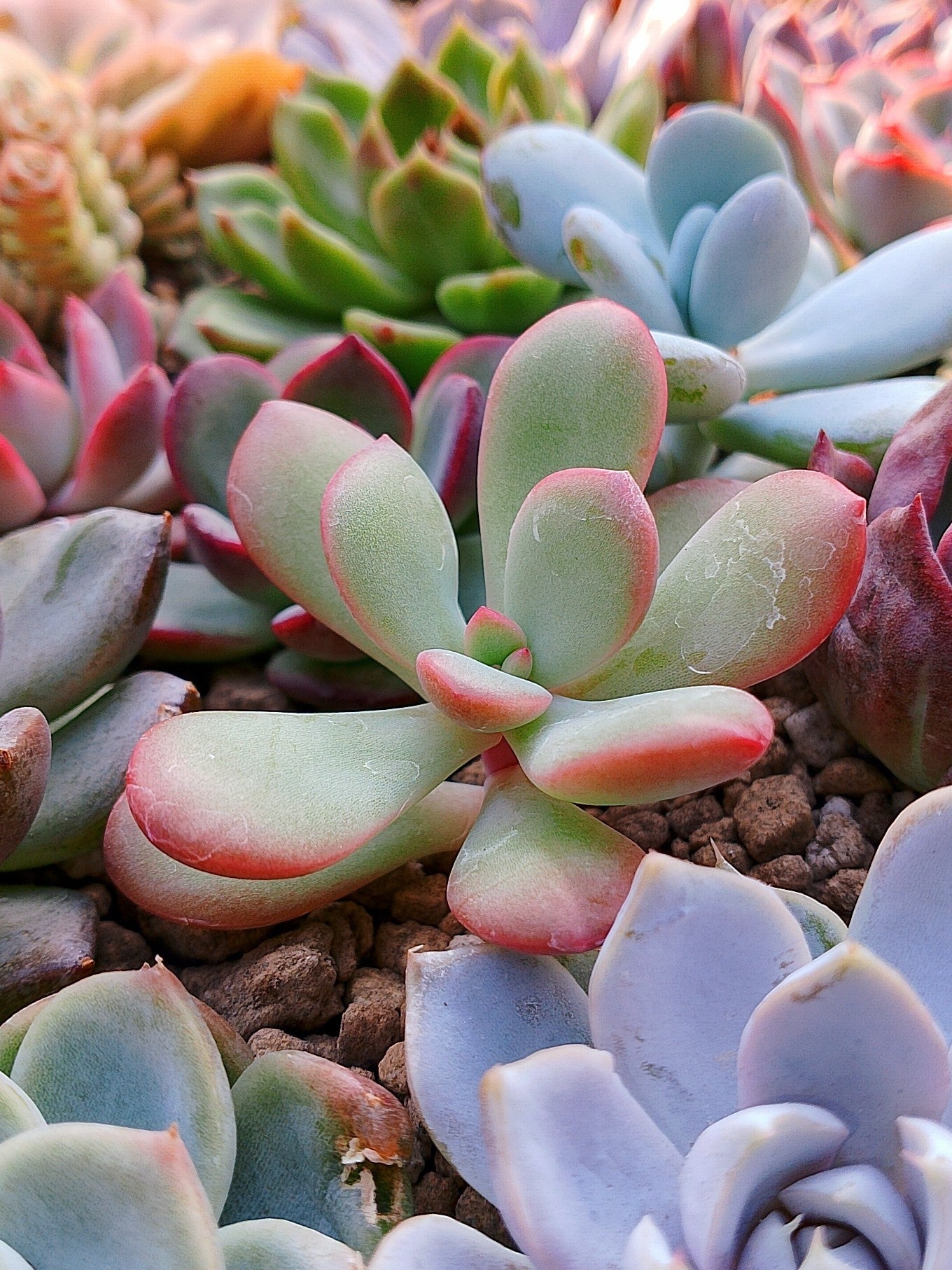 Echeveria Danbi | maceta 2.5"