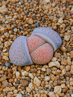 C220 	Lithops fulviceps v. fulviceps