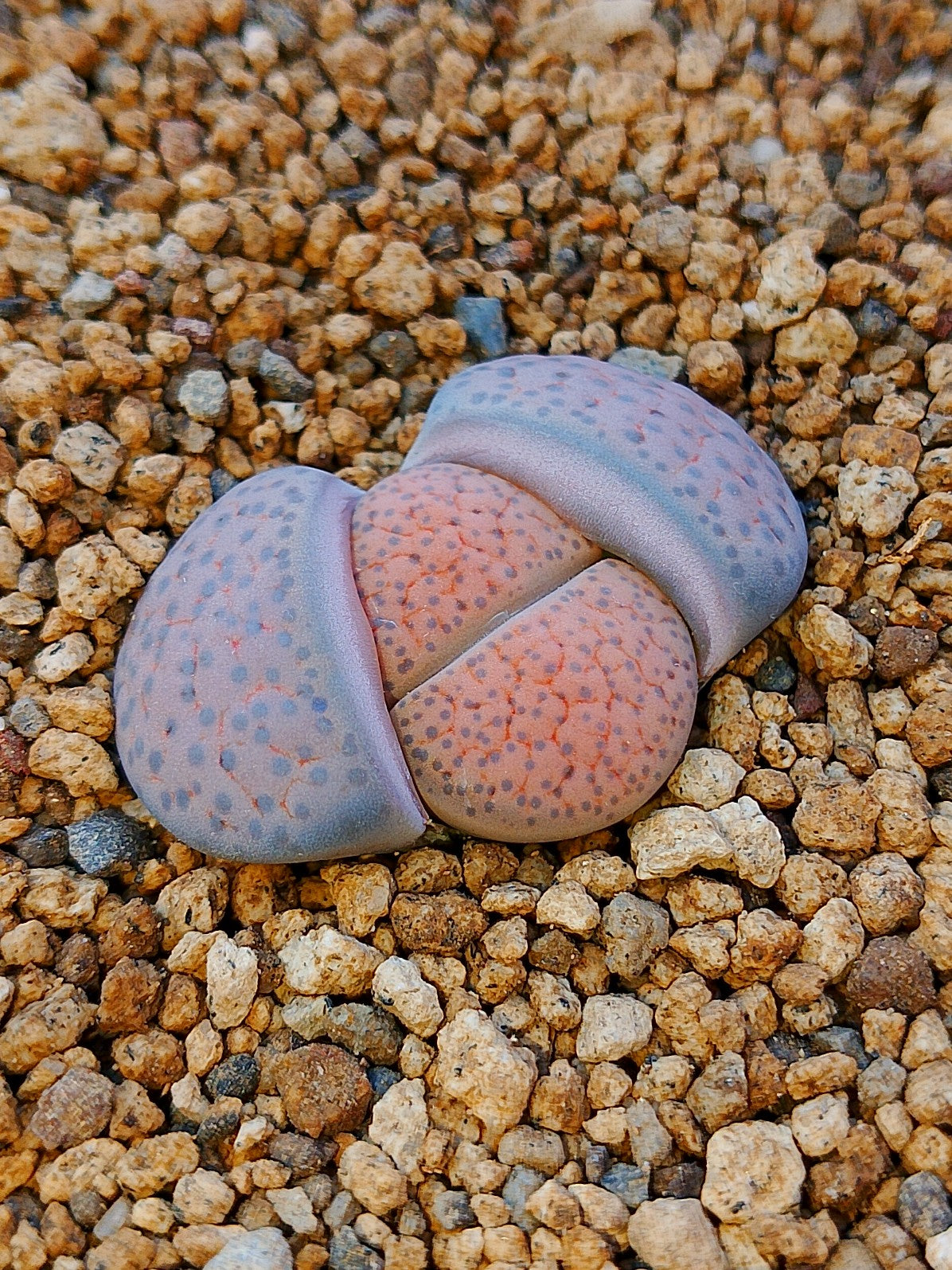 C220 	Lithops fulviceps v. fulviceps