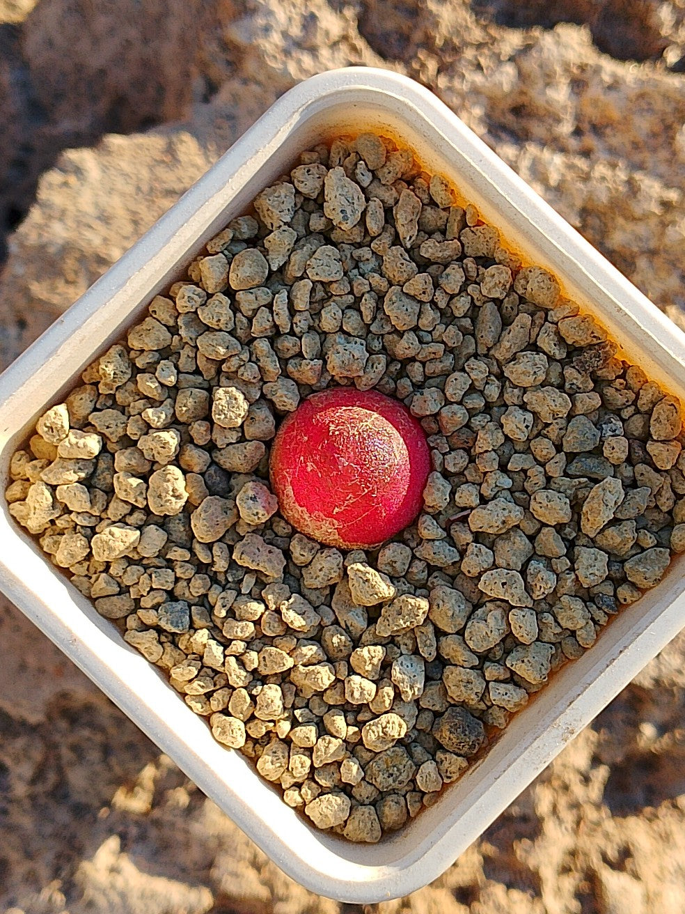 Conophytum burgeri A