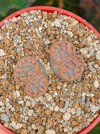 Lithops Fulviceps | 2 cabezas