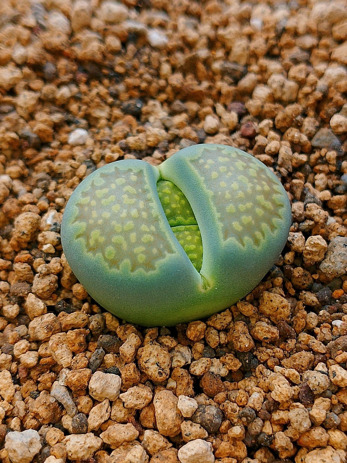 C111A Lithops hallii v. ochracea 'Green Soapstone'