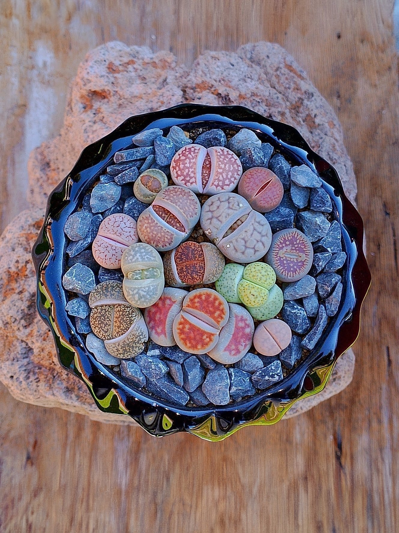 Paquete lithops Mix - circular D