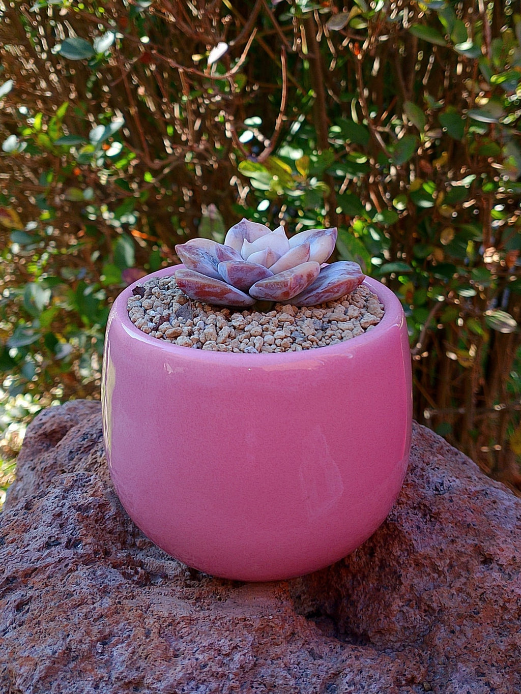 Echeveria Superbum variegada