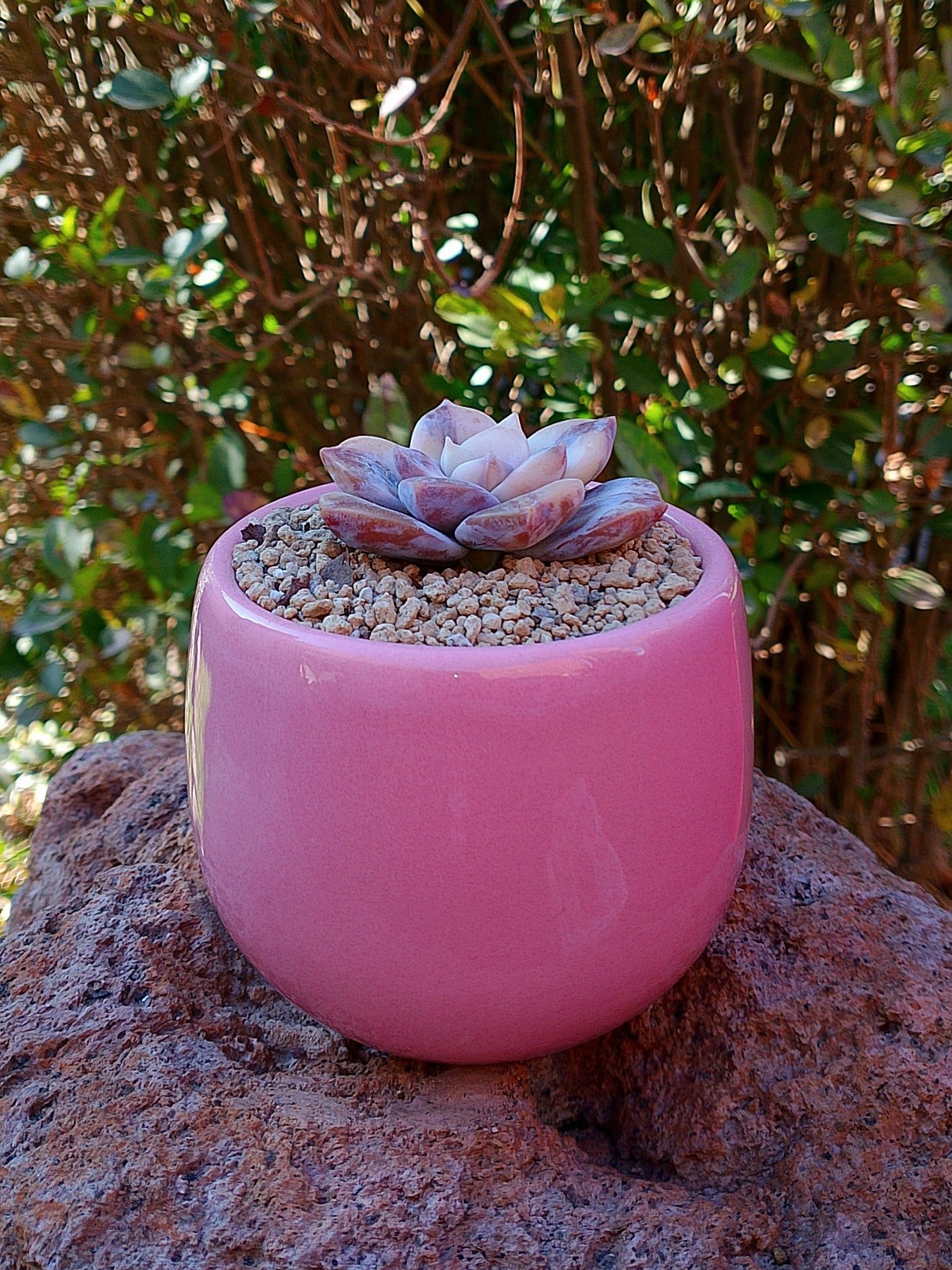 Echeveria Superbum variegada