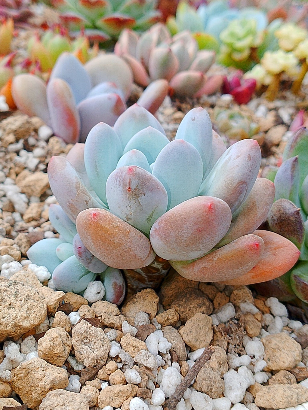 Pachyveria frevel