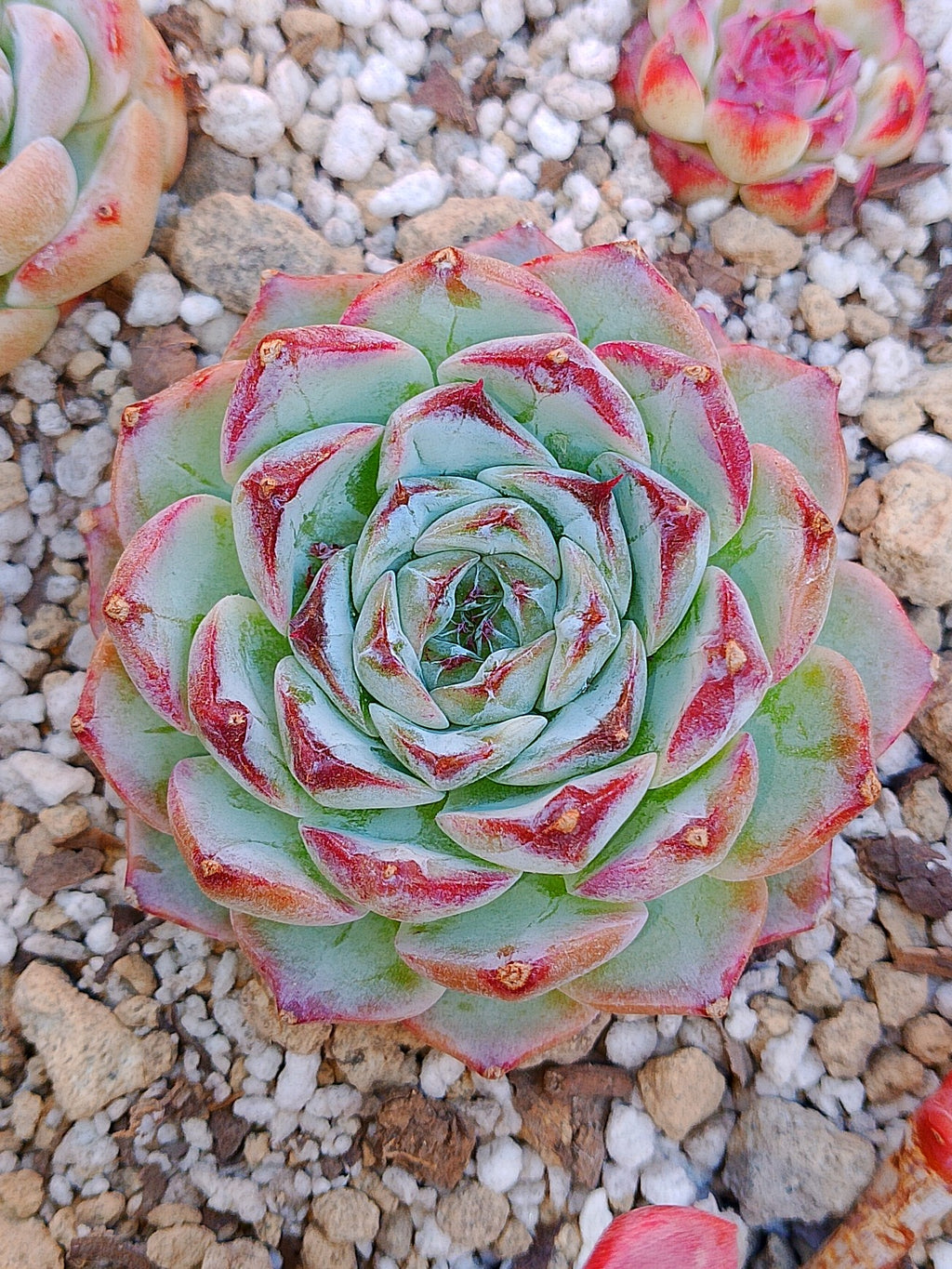 Echeveria Pomegranate C | maceta 3.5"