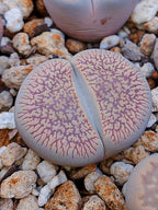 C054 	Lithops aucampiae ssp. euniceae v. fluminalis