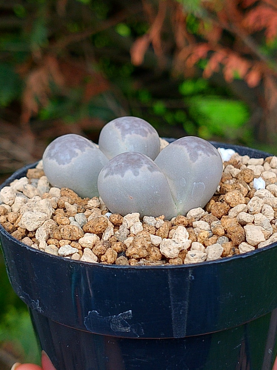 Lithops Geyeri | 2 cabezas