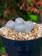 Lithops Geyeri | 2 cabezas