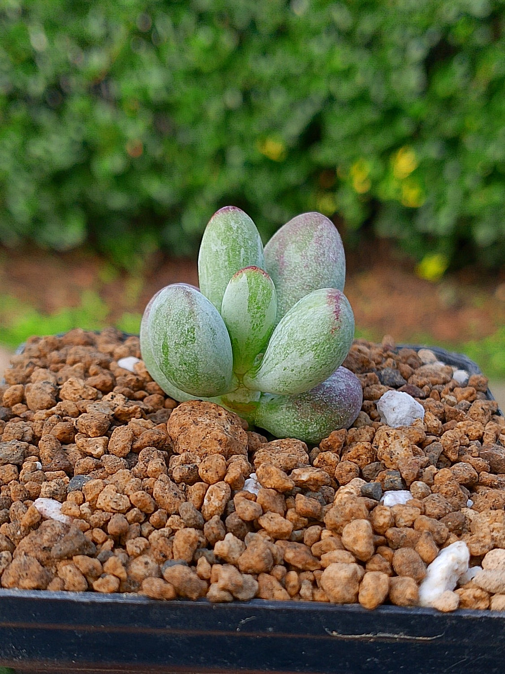 Cotyledon orbiculata leopard variegado mini B