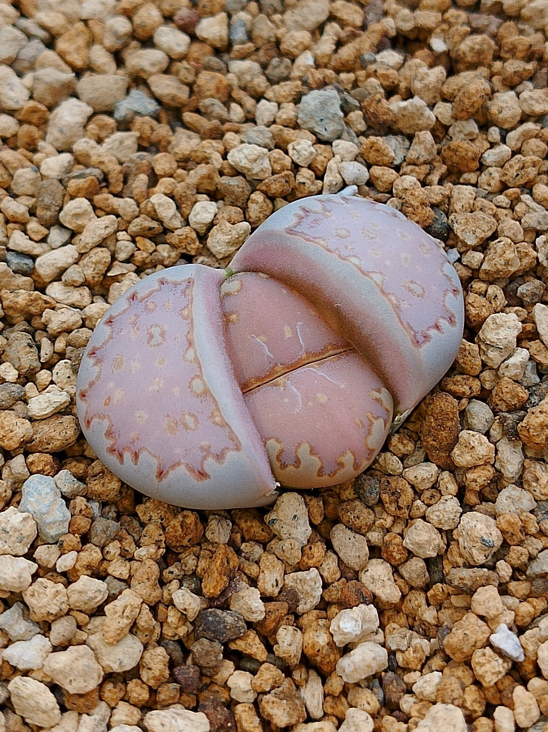 C062 	Lithops julii ssp. fulleri v. fulleri