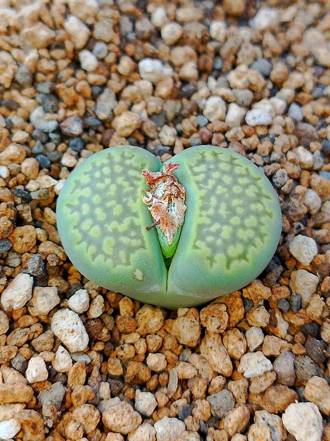 C111A Lithops hallii v. ochracea 'Green Soapstone'