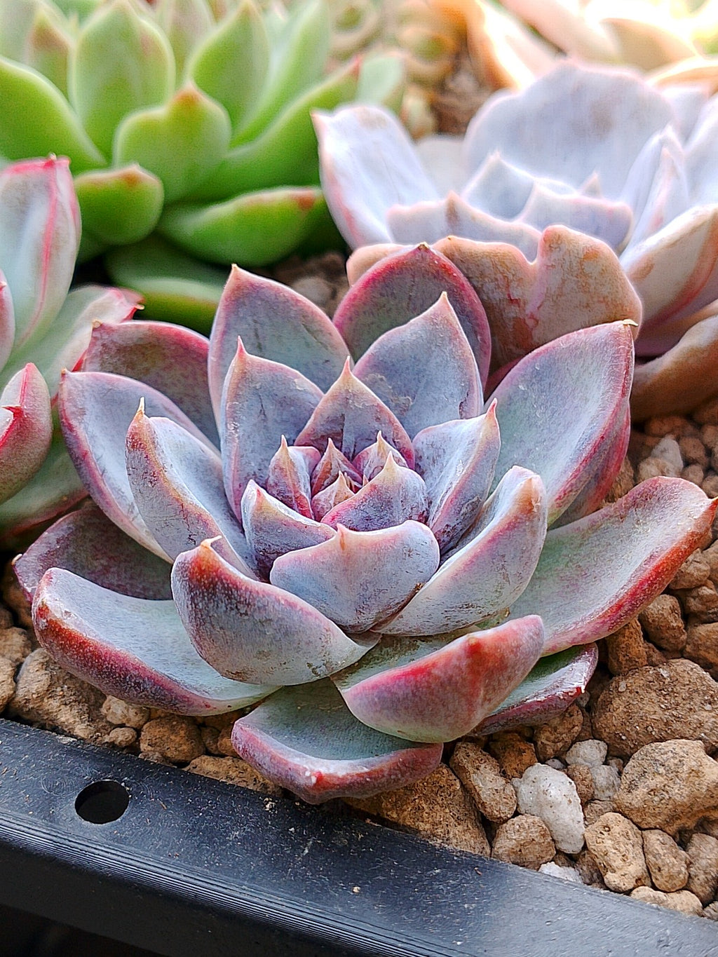 Echeveria White soul| Maceta 3"