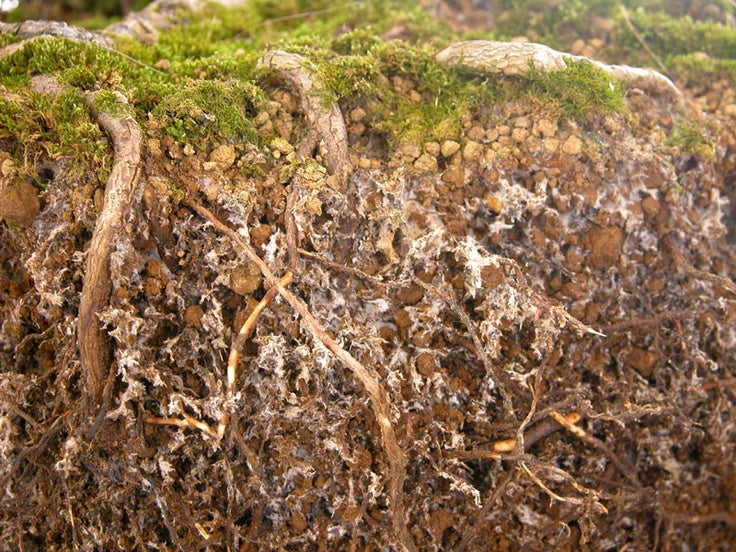 CONSORCIO DE MICROORGANISMOS
Micorrizas + Trichoderma
